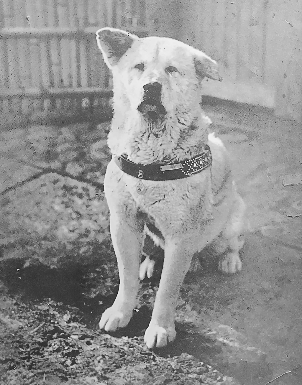La verdadera historia detrás de Hachiko, el perro más fiel de todos