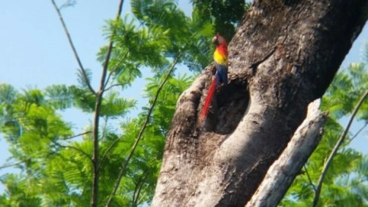 Guacamaya roja en Palenque, Chiapas