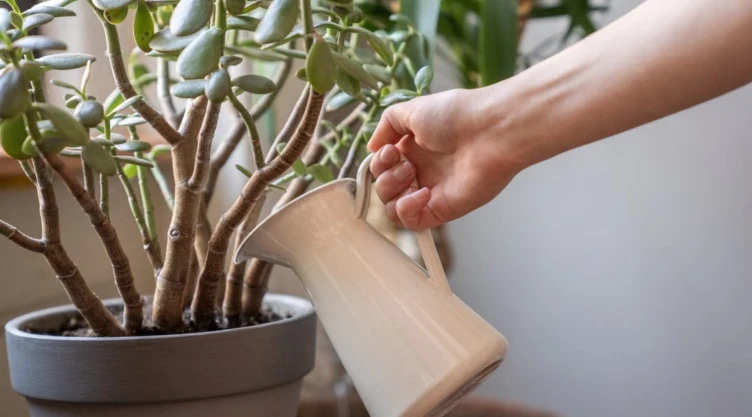 ¿Cómo acomodar el árbol de jade en la entrada para atraer dinero?