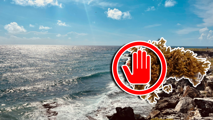 Estas son las playas sin sargazo en Cancún, Isla Mujeres, Holbox, Puerto Morelos, Playa del Carmen y Cozumel hoy 20 de septiembre de 2025.jpg