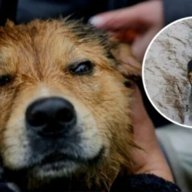 El perro Morocho fue adoptado tras emotivo rescate del río Mapocho