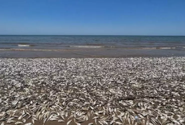 Aparecen miles de peces muertos en Texas y este es el fenómeno que lo causó
