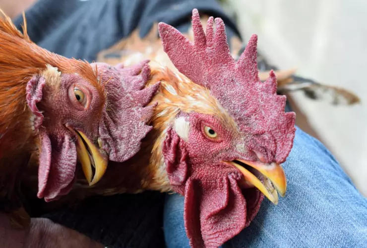 Sacrifican gallina afuera del Senado