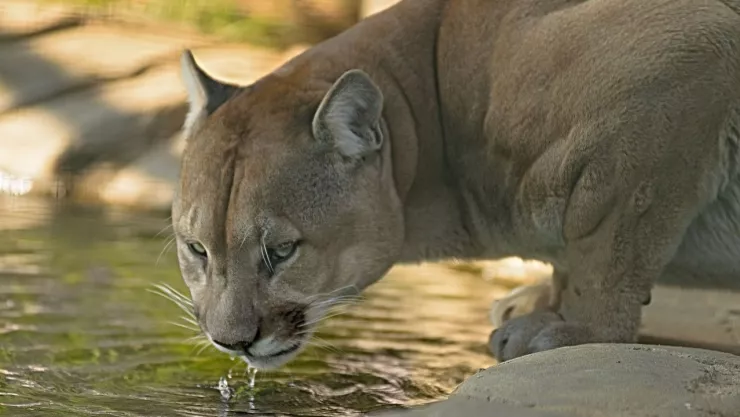 Niño de 4 años es atacado por un puma en parque nacional de Estados Unidos