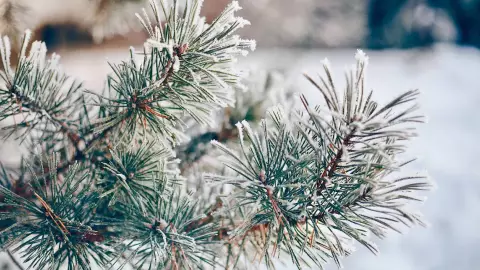 Llegó La Niña: Guanajuato se prepara para un invierno más frío
