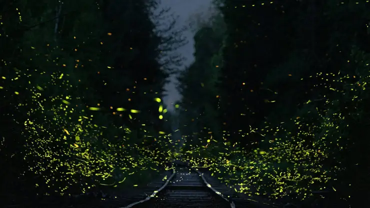 ¡Brillarán en la noche! En estos LUGARES podrás ver el inicio de la temporada de luciérnagas en México; ¿cuándo verlas?