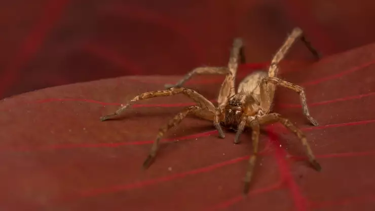 Diego Barrales desmiente los mitos más populares de las arañas
