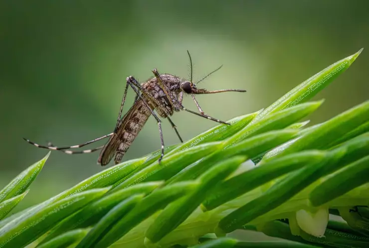 Cada 5 años aumentan exponencialmente los casos de dengue en México; cómo afecta a Jalisco
