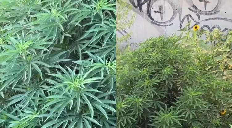 Planta de cannabis en Ciudad Juárez