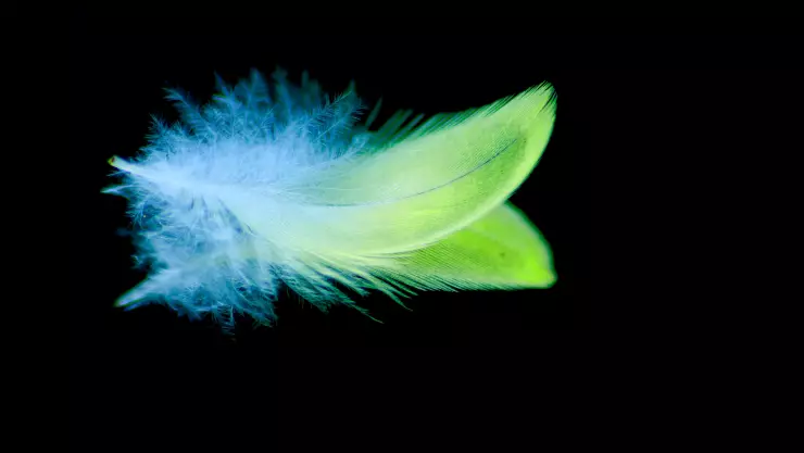 Pluma de ave extinta se vende en casi medio millón de pesos; ¿de qué pájaro era?