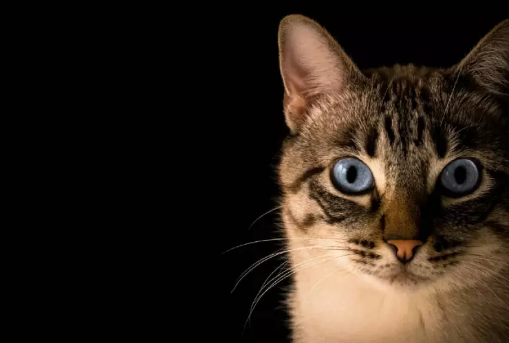 Novia canceló su boda cuando se enteró cómo es que su gato desapareció