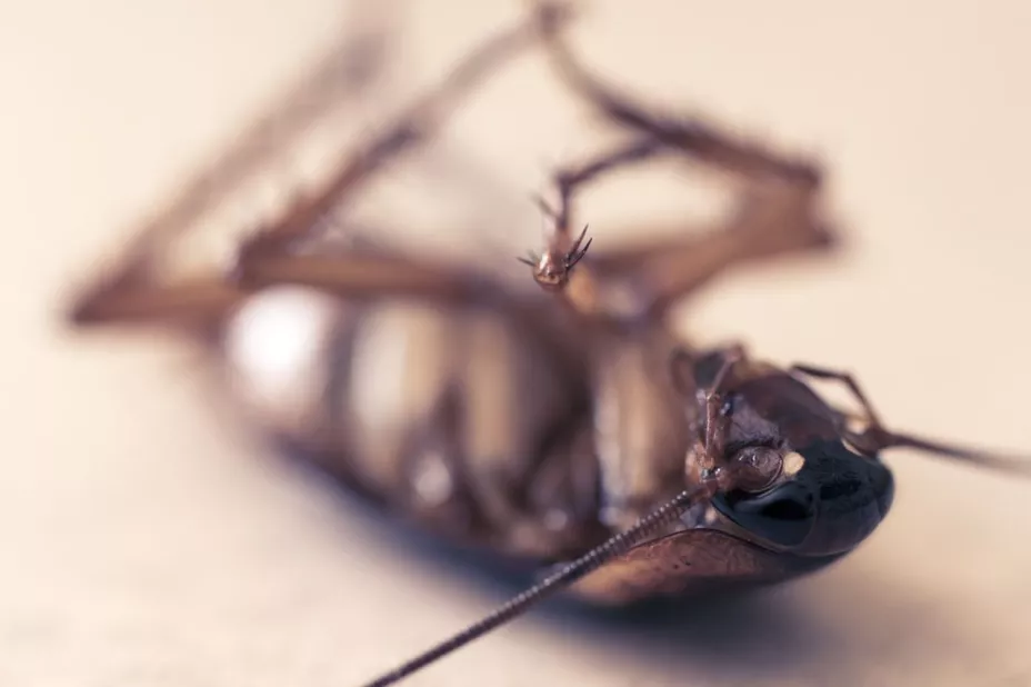 El truco para usar pan duro para preparar veneno contra las cucarachas