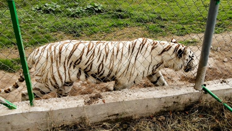 Tigre de bengala Xicotepec, Puebla
