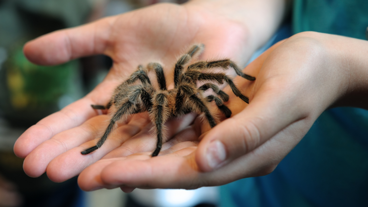 hombre aeropuerto Perú tarántulas