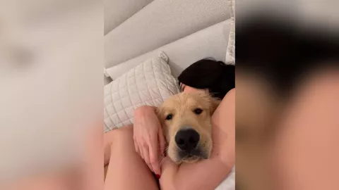 Kenia Os y Peso Pluma golden retriever