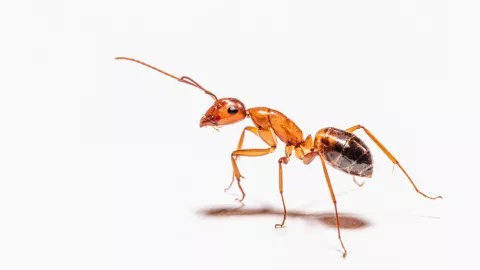 eliminar hormigas del hogar truco efectivo