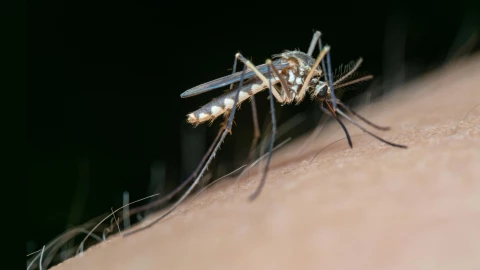Un mosquito picando el brazo de una persona