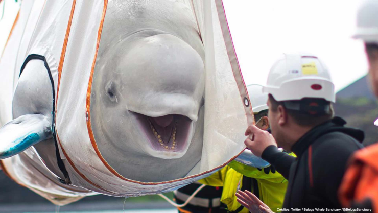 liberan belugas Islandia .jpg