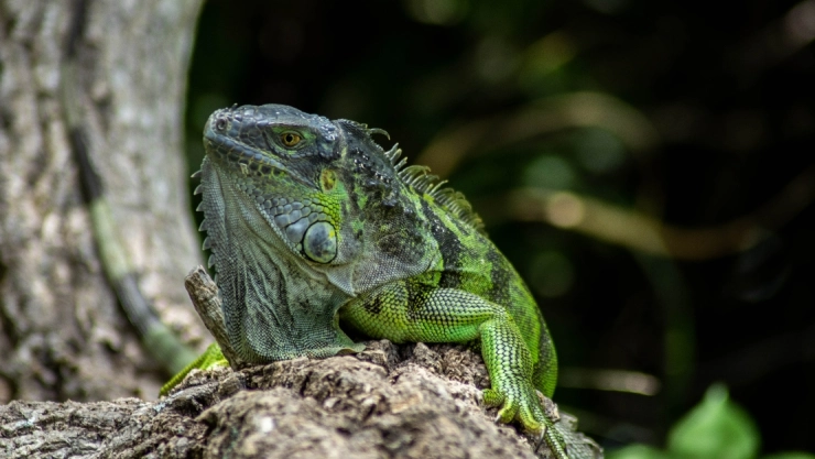lluvia iguanas verdes florida