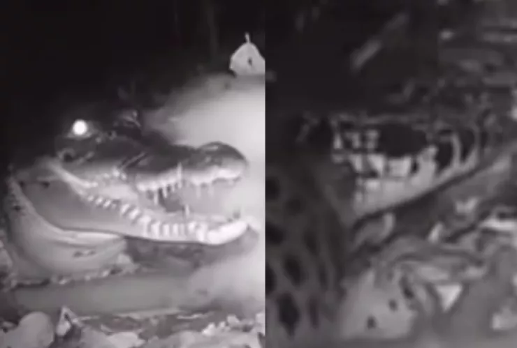 Cocodrilo devora a nahual