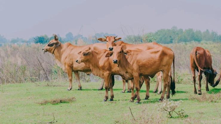 Precio del ganado hoy 15 de septiembre de 2025.jpg