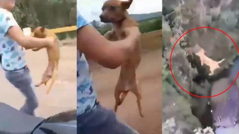 Jóvenes lanzan a perrito desde puente en Michoacán.