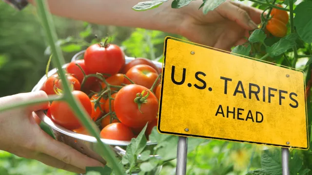  tomate mexicano tendrá aranceles del 17% 