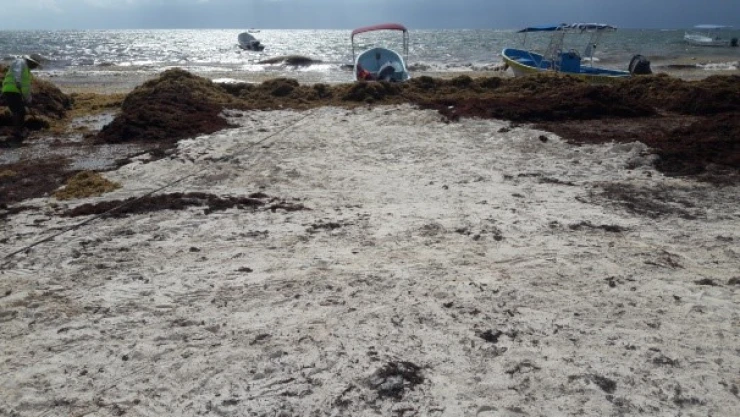 Sargazo Tulum