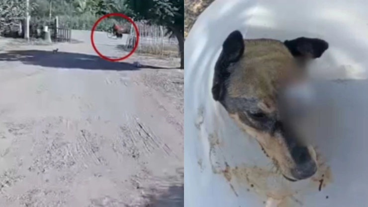 Maltrato-animal-en-Sinaloa
