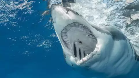 ¡Brutal ataque! Famosa atleta es DEVORADA por TIBURONES mientras entrenada; esto se sabe