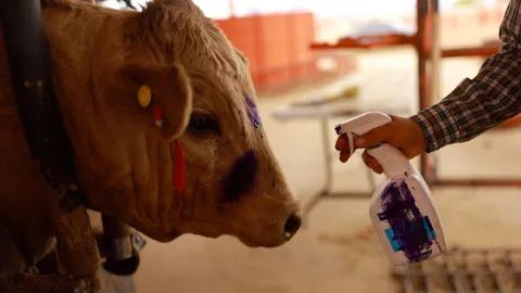 Nuevo caso de gusano barrenador en México