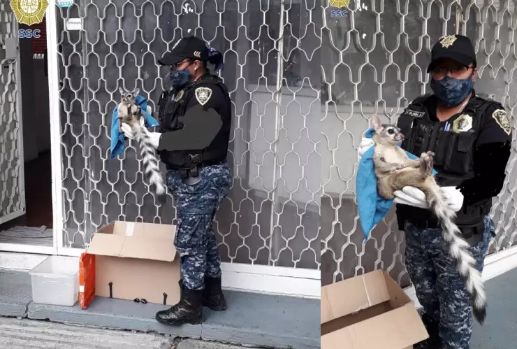 Polic&iacute;as rescatan a cacomixtle atropellado en CDMX