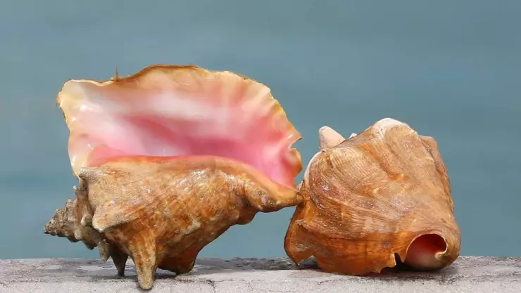 Inicia la veda temporal de caracol rosado en Quintana Roo 2024; esto debes saber