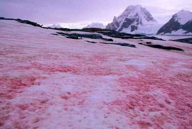 Antártida: aparece un extraño fenómeno llamado nieve de sangre