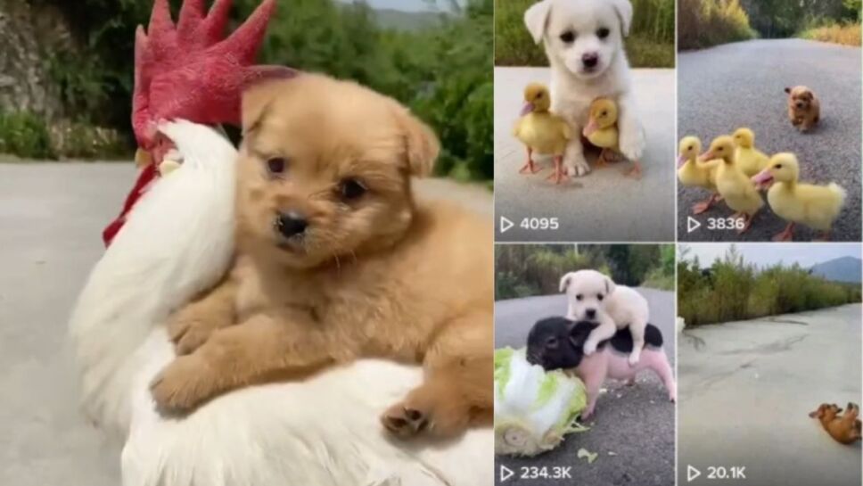 Perrito, gallo, TikTok a.jpg