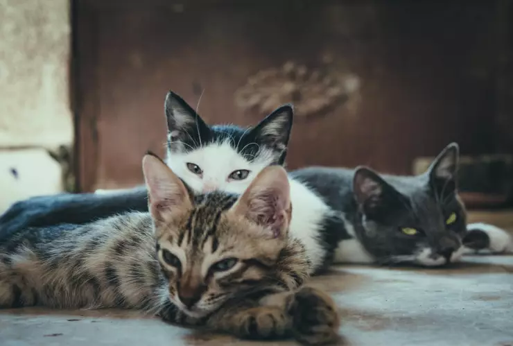 Día de Reyes: ¿Por qué no regalar una mascota?