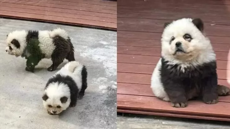 Perros ‘disfrazados’ de oso panda