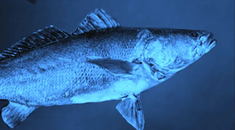 Quería vender vejigas natatorias de totoaba y deberá pagar más de 19 millones de pesos en Sonora