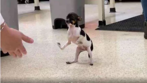 Perrito, patitas al revés, cirugía 2.jpg