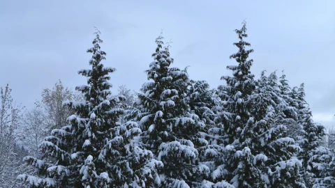 NUBE DE NIEVE ITALIA.png