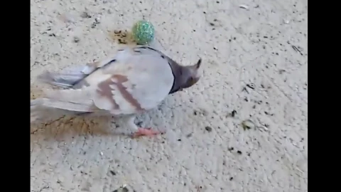 ¡Alerta! Extraño virus infecta a las palomas y las vuelve zombies