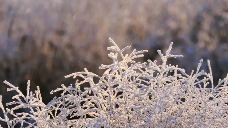 Quién dijo frío Temperatura bajo cero se mantendrá en Jalisco por el Frente Frío 25