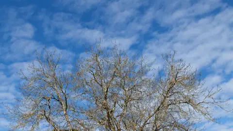 Este 29 de abril se festeja el día del árbol