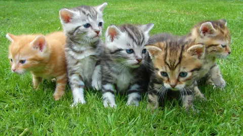 Registro único de mascotas en Morelos