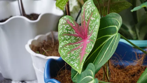 Caladium, un infaltable del 2026: hojas coloridas en rosa, rojo y verde que llenan de arte y frescura cualquier espacio.