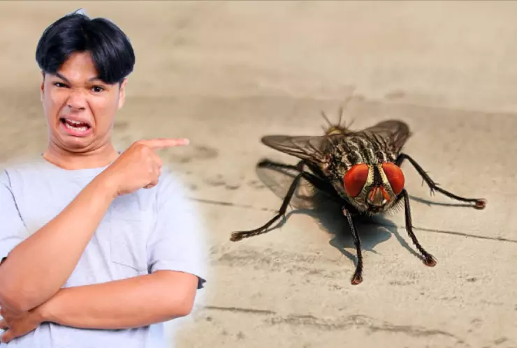 Esta es la razón por la que hay tantas moscas en Guanajuato; así puedes eliminarlas