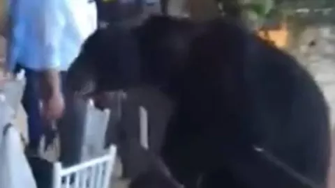 Oso irrumpe en banquete de un hotel y arrasa con la comida. (VIDEO)
