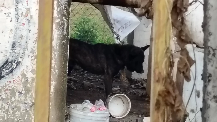 Perro amarrado