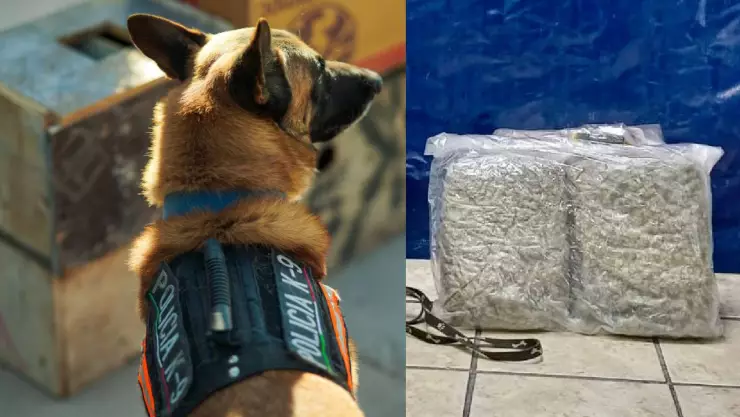 Perro-policía-encuentra-droga-en-paquetería-de-Torreón.jpg