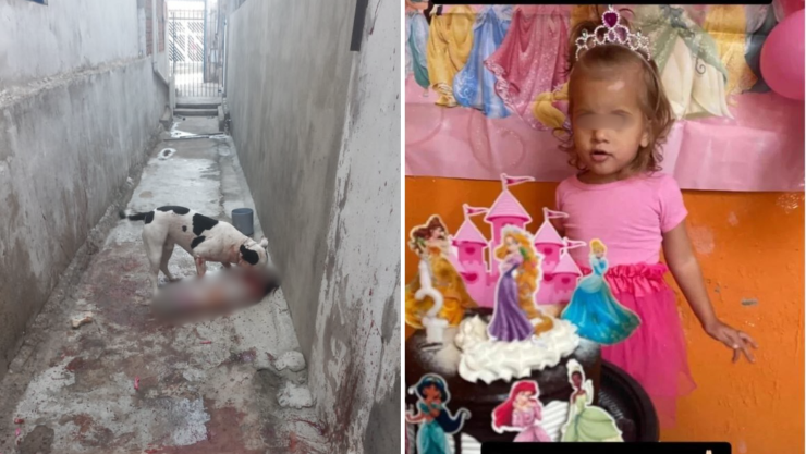 Pitbull mata a niña de 2 años un día después de su cumpleaños en Brasil.png